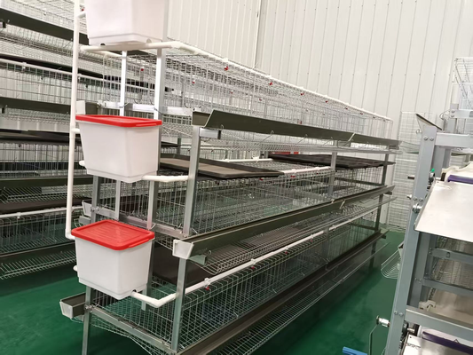 H-type layer cage with manure collection tray